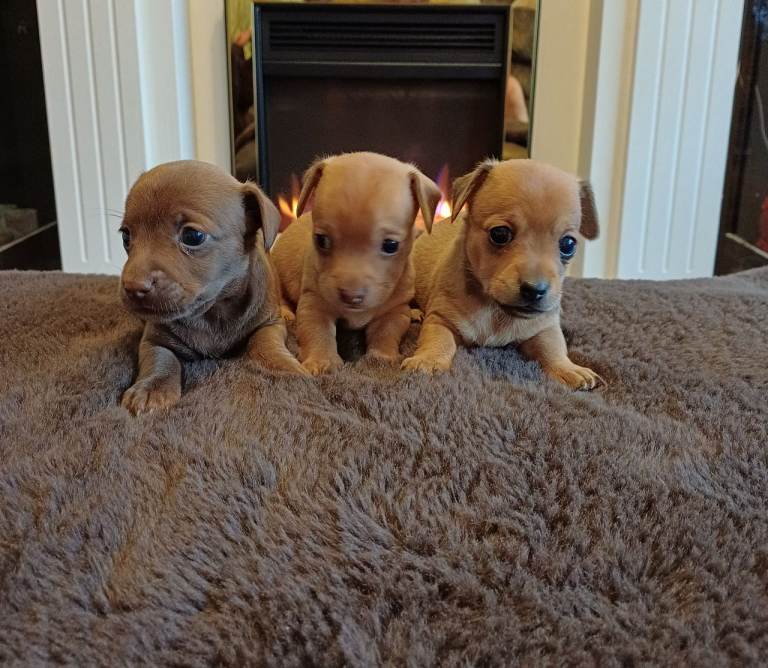 GORGEOUS CHIWEENIE PUPPIES