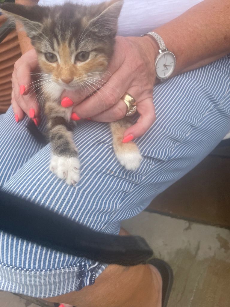 Kittens for sale