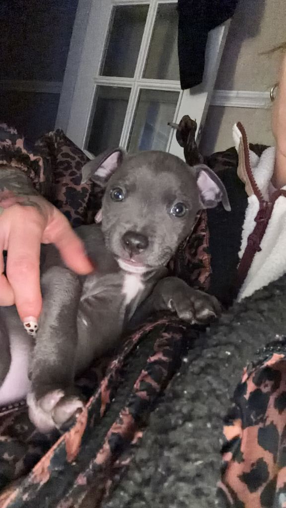 Staffy pup