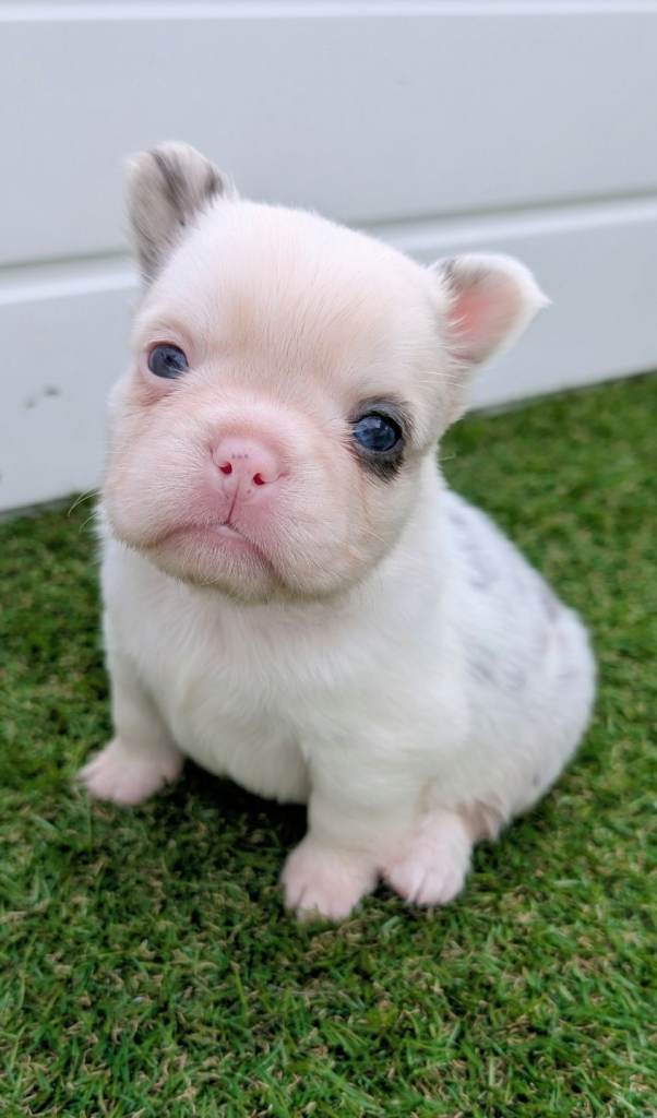 Visual fluffy french bulldog puppies koi tri and blue and tan 