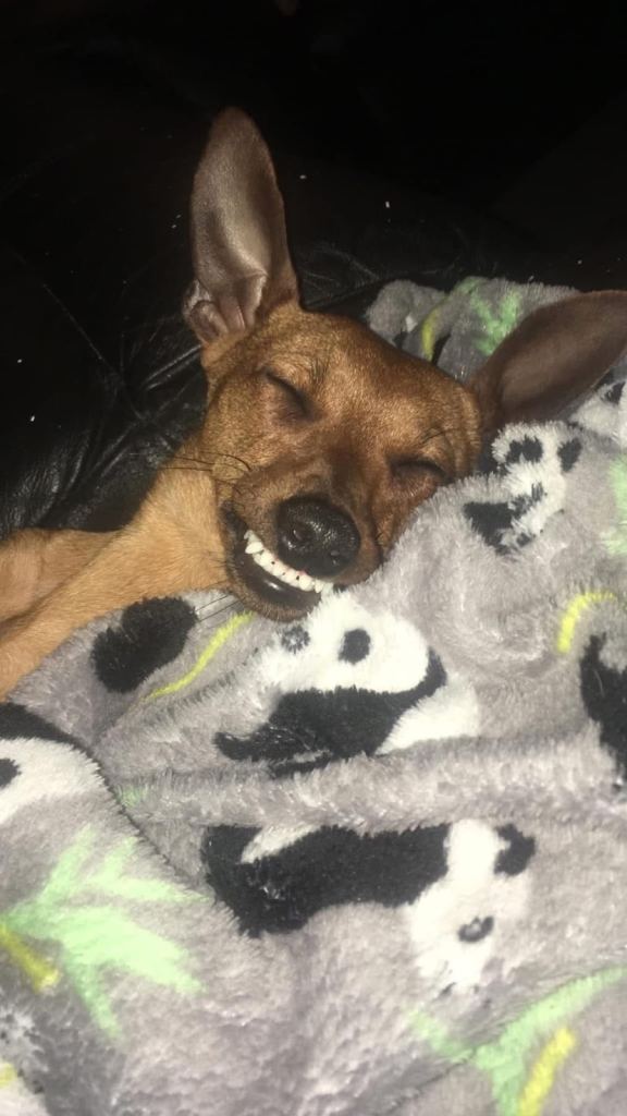 Miniature pinscher 