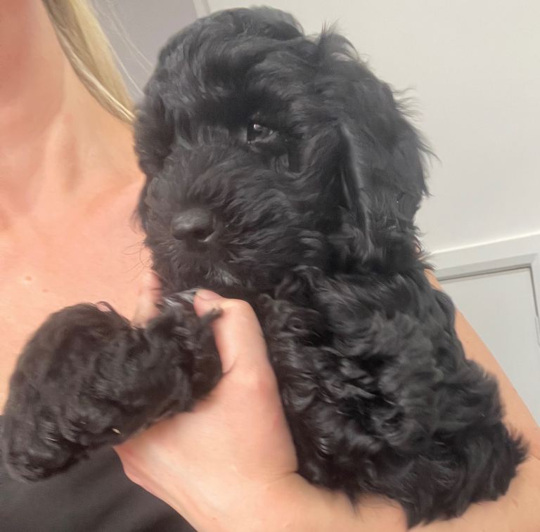 F1 b Cockapoo Puppies Ready To Leave :-)Only one boy left. DNA and health tested Dad. 