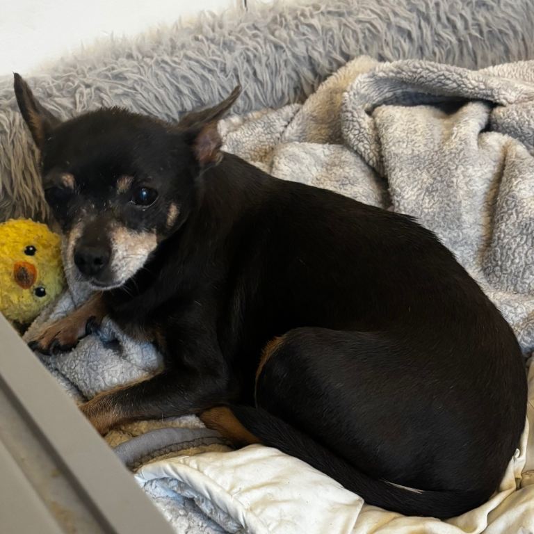 Chihuahua Pair Looking for a Quiet, Loving Home 🐾