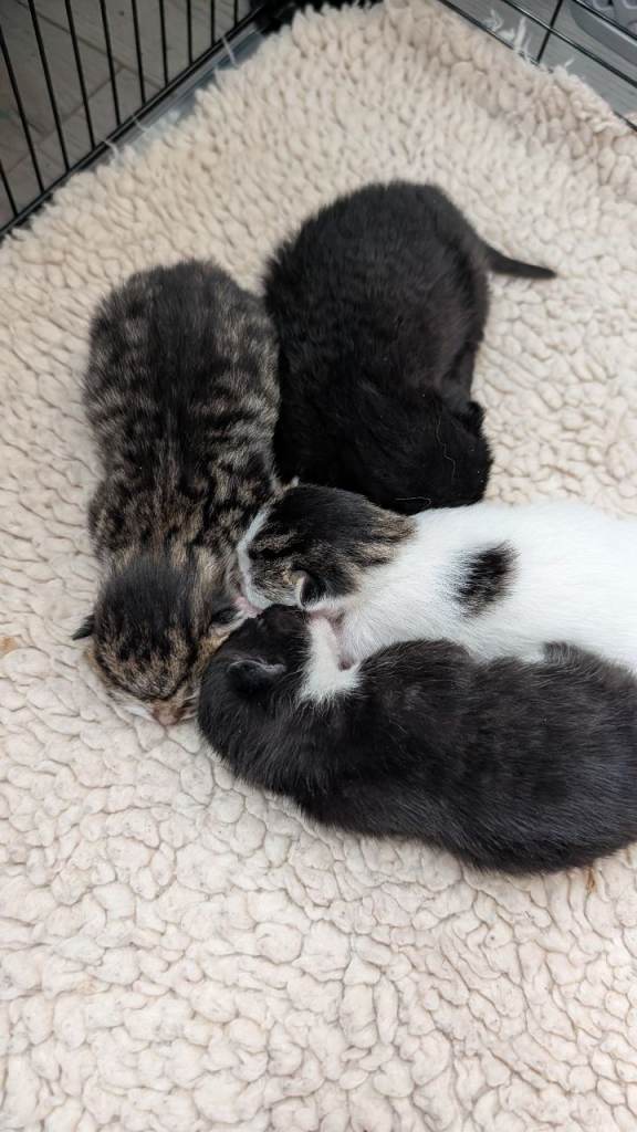 4 kittens ready to reserve