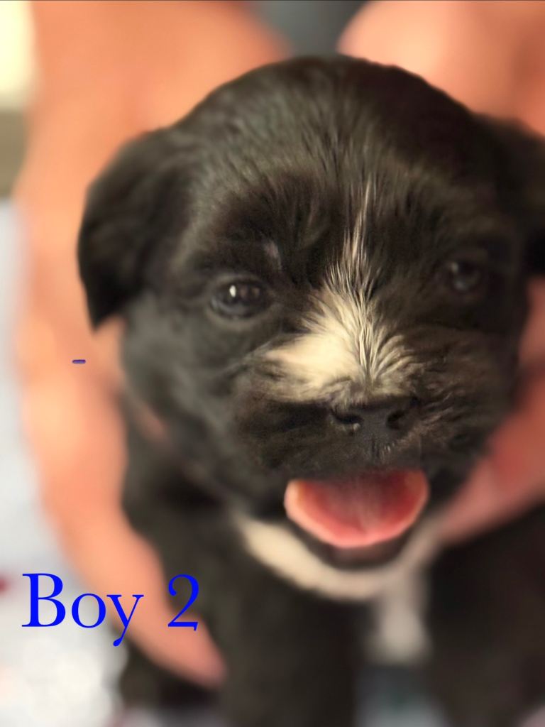 Shih Tzu puppies 
