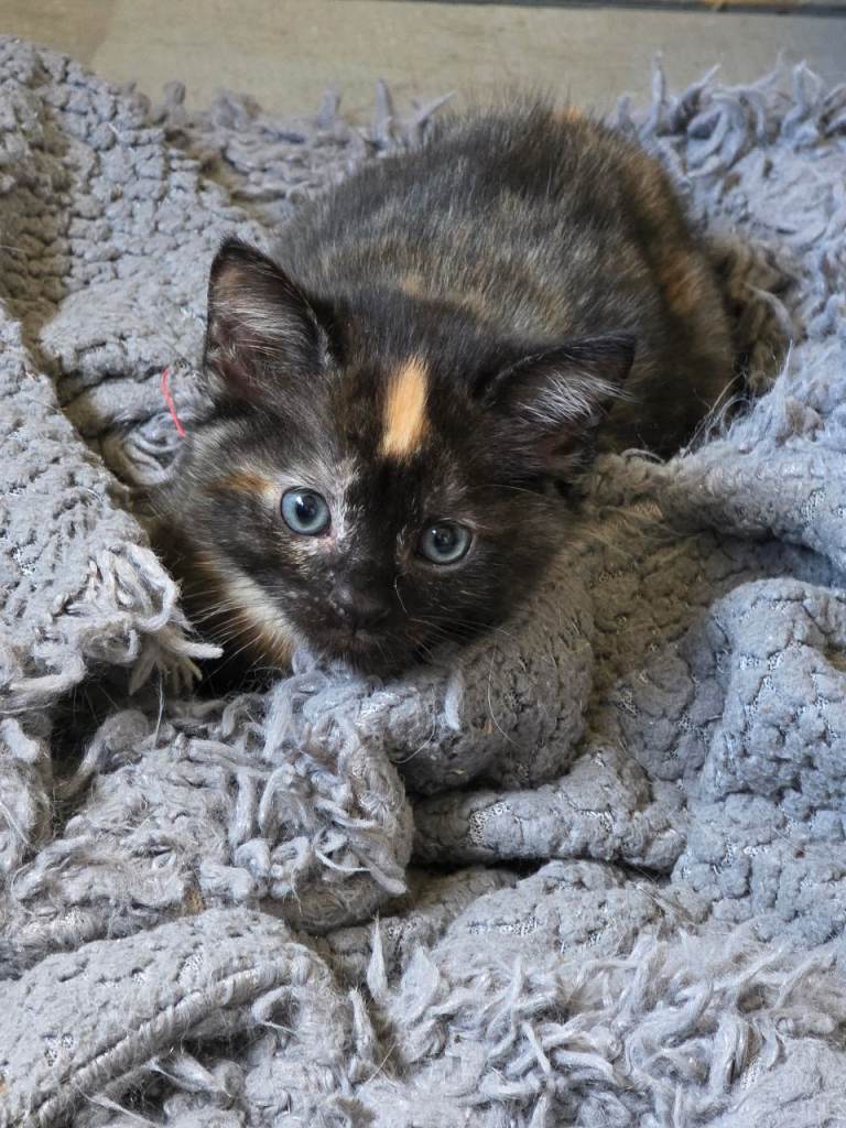 Kittens Ready Now 