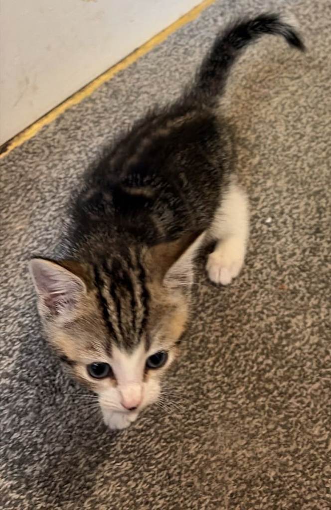 Kitten