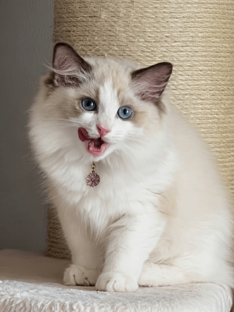 Tica Ragdolls imperial grand champion lines