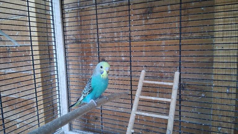 BEAUTIFUL BABY BUDGIES FOR SALE