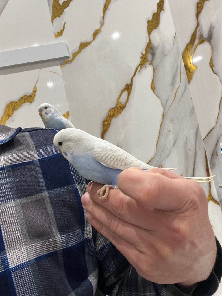 Budgies & canaries & finches 