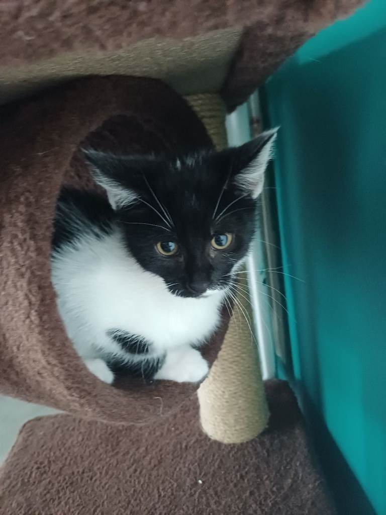 Female kitten