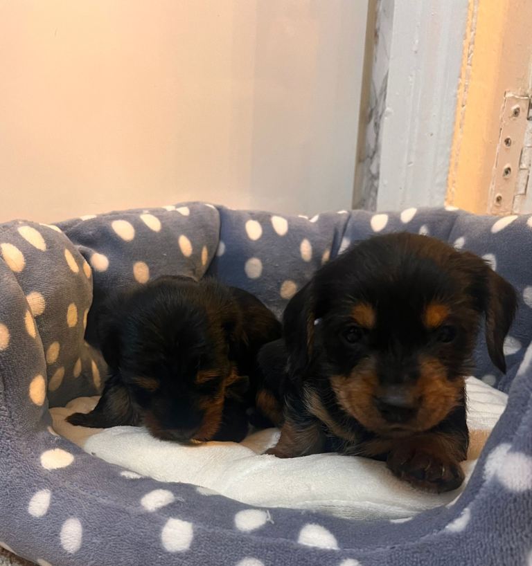 Dachshund puppies 