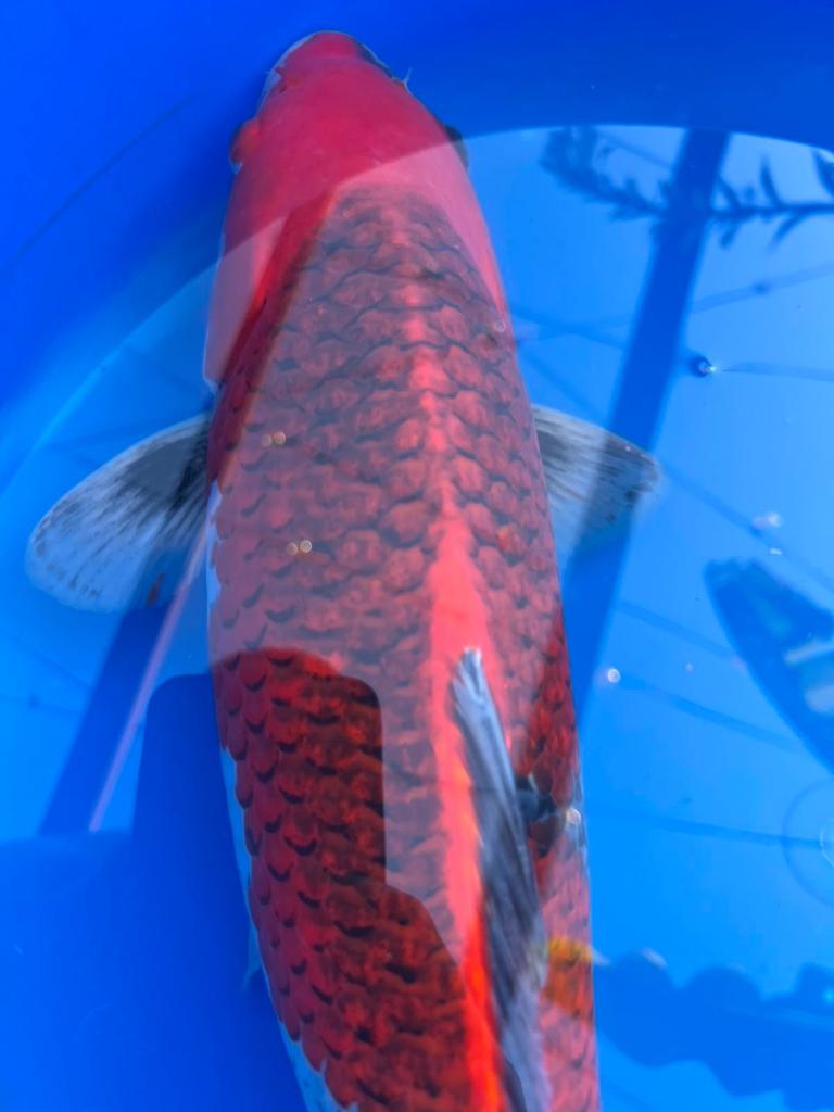 Stunning Female Koi - Approx. 45cm - £500