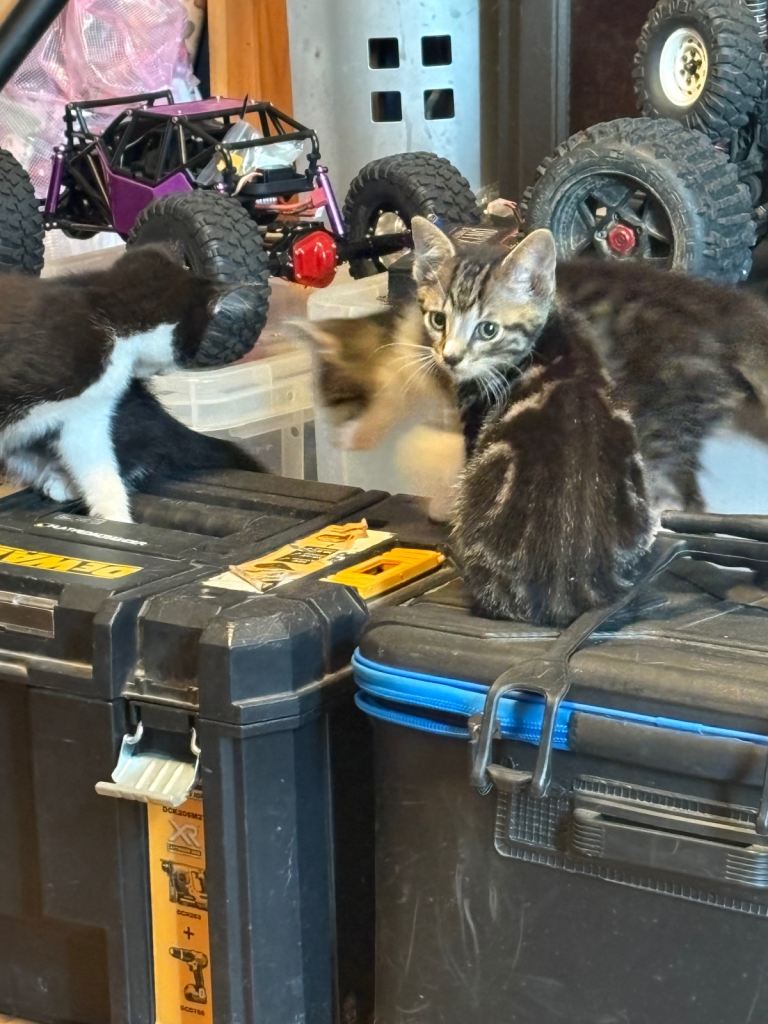 Kittens for sale 
