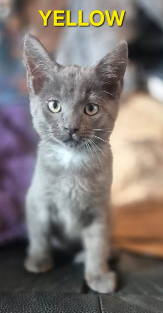 Blue smoke kitten