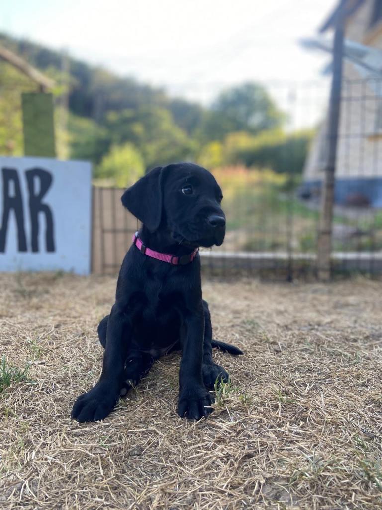 Black Labrador puppies - DEVON
