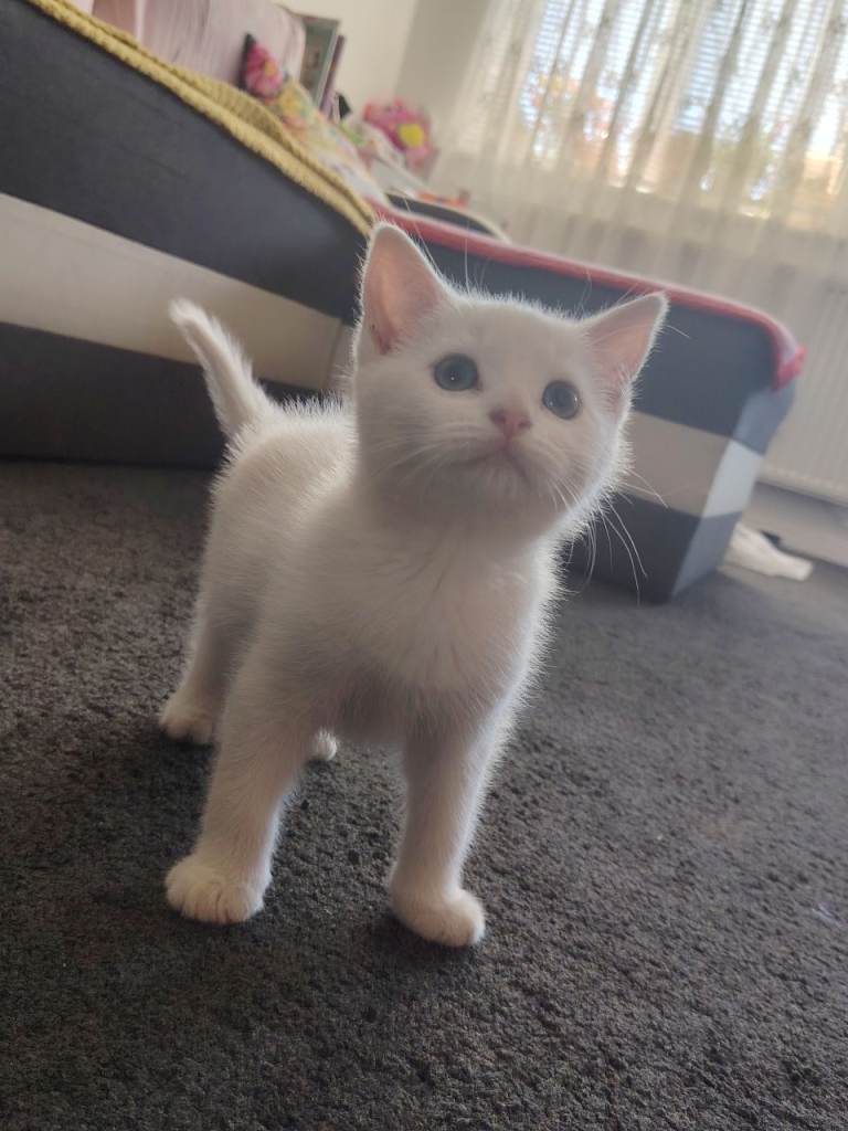 Pure white kitten 
