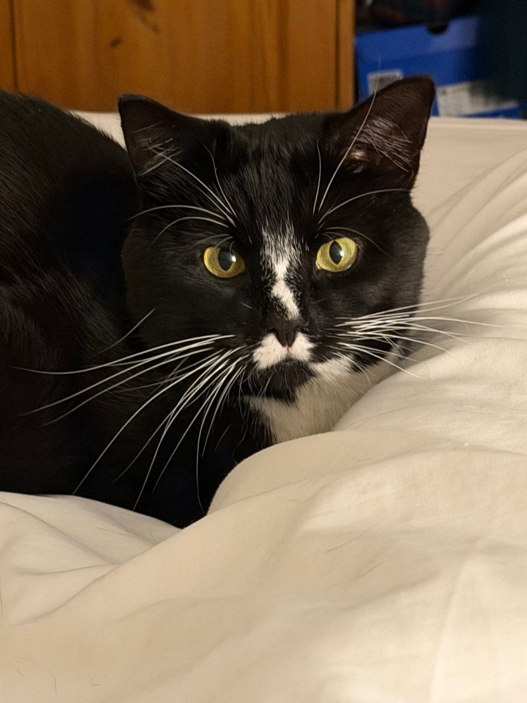 Male cat for new home 