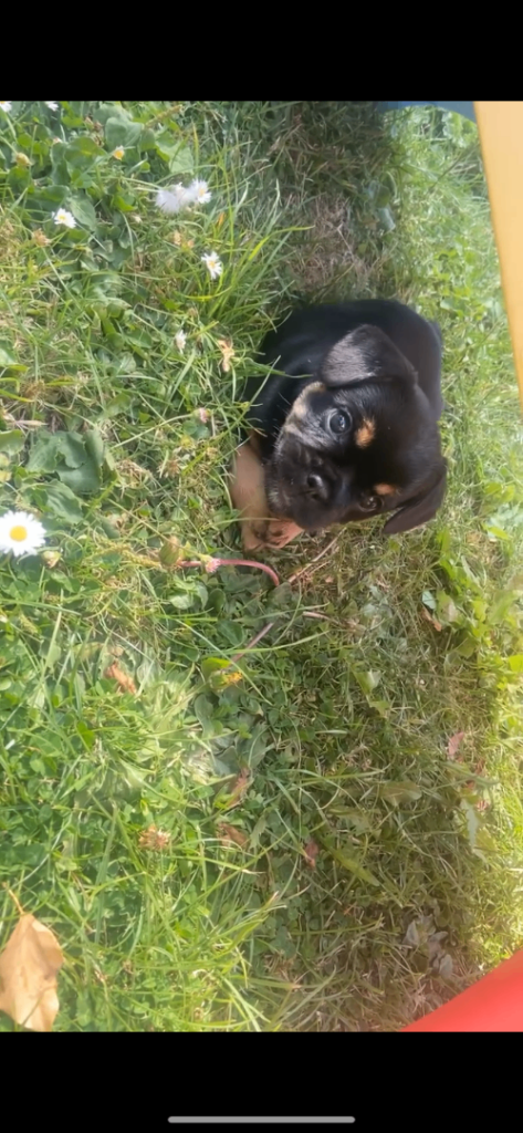 ***REDUCED*** 1 beautiful English bulldog Cross left
