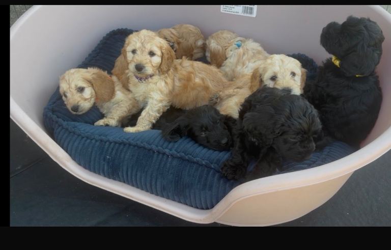 Beautiful cockapoo in need of forever homes 