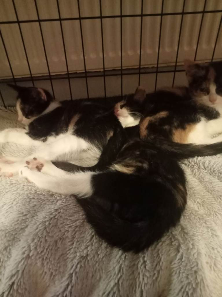 Kittens for sale
