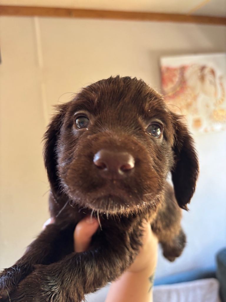 cocker spaniel puppy for sale