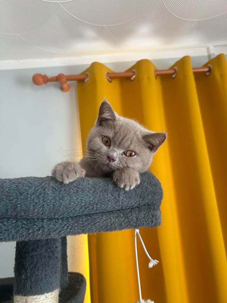 Beautiful registered British Shorthair kittens