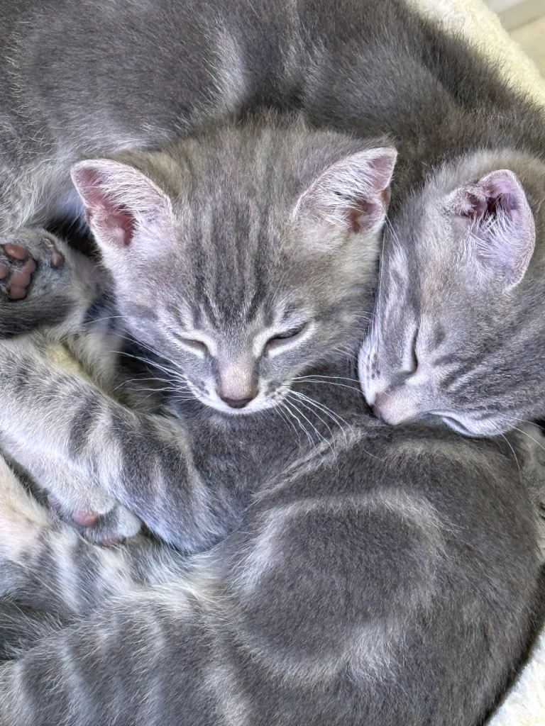 Beautiful kittens for sale