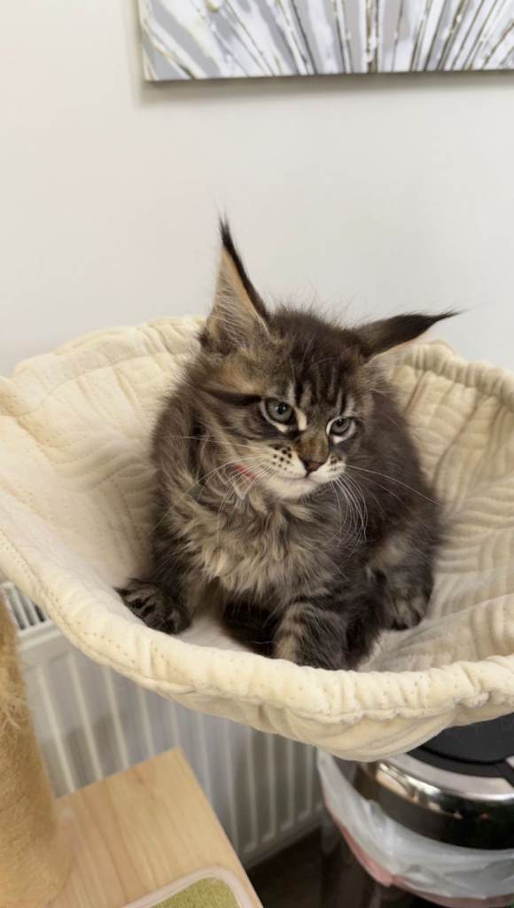 (Only TWO LEFT) Purebred Maine Coon Kittn girls