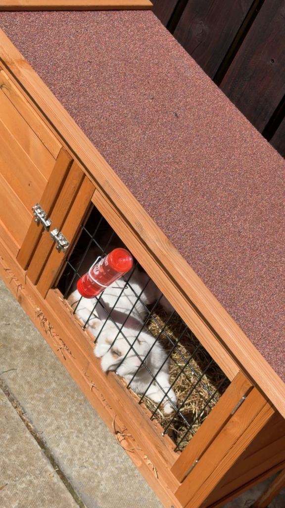 Rabbit Hutch