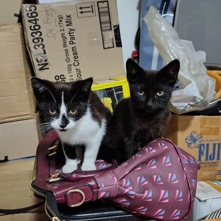 2x Female and 2x Male Kittens Looking for Loving Homes