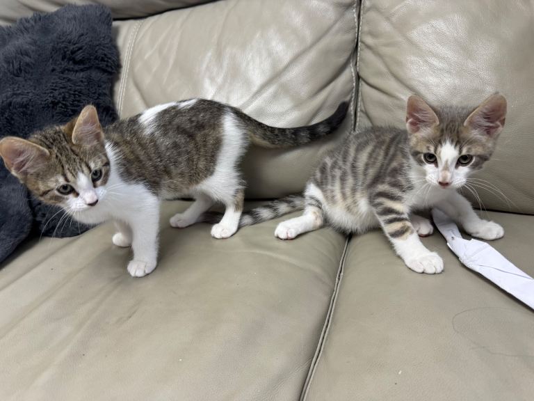 Tabby Bengal Mix Kitten