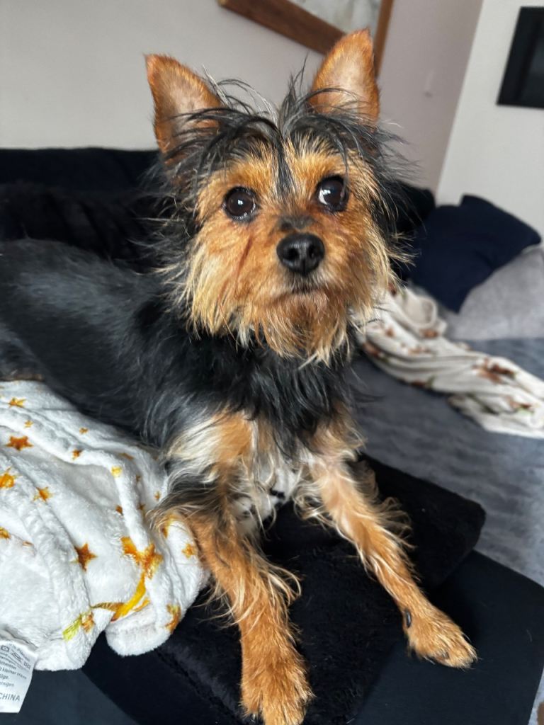 Millie looking for her forever home 