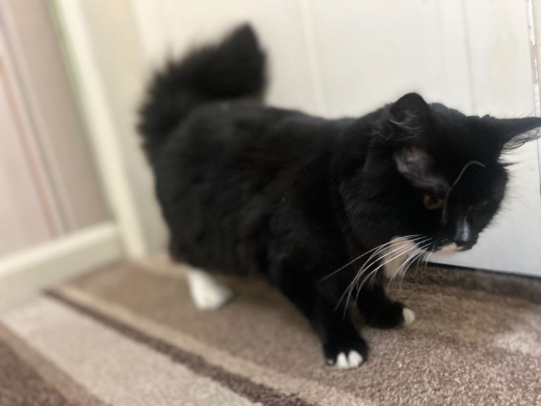 British short hair kitten 