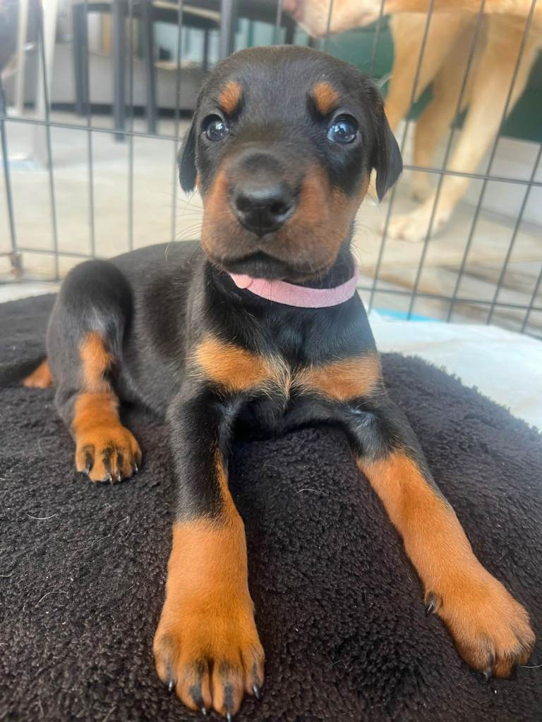 ABSOLUTELY STUNNING DOBERMAN PUPPIES FOR SALE