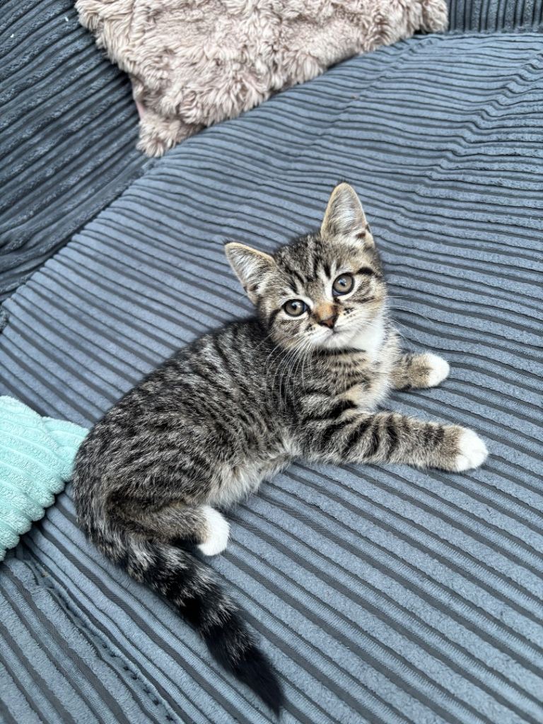 4 kittens mixed breed 