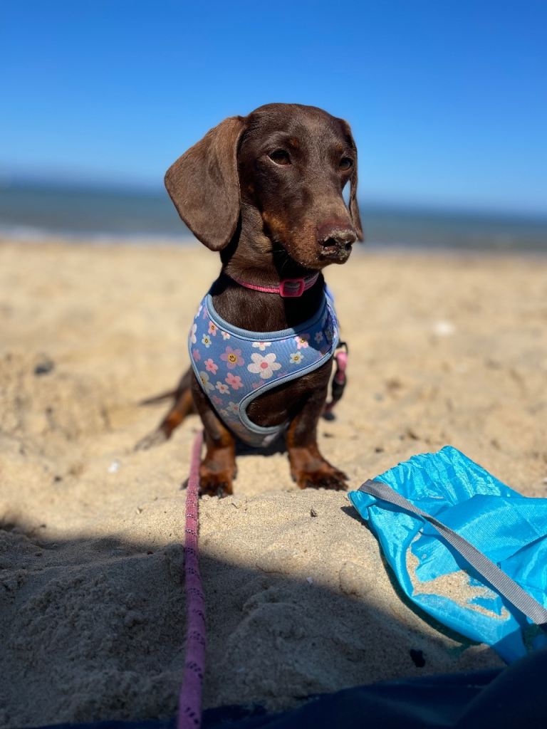 Miniature Dachshund Smooth