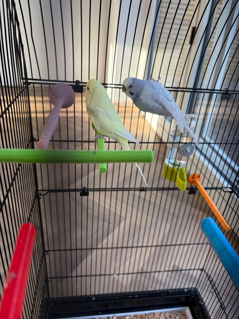 Two budgies for sale