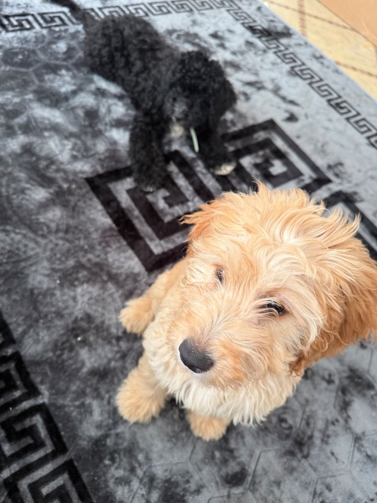 Spoodle sisters 
