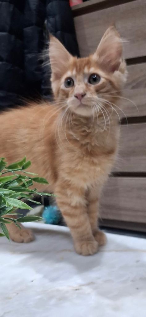 image for Pure Maine Coon