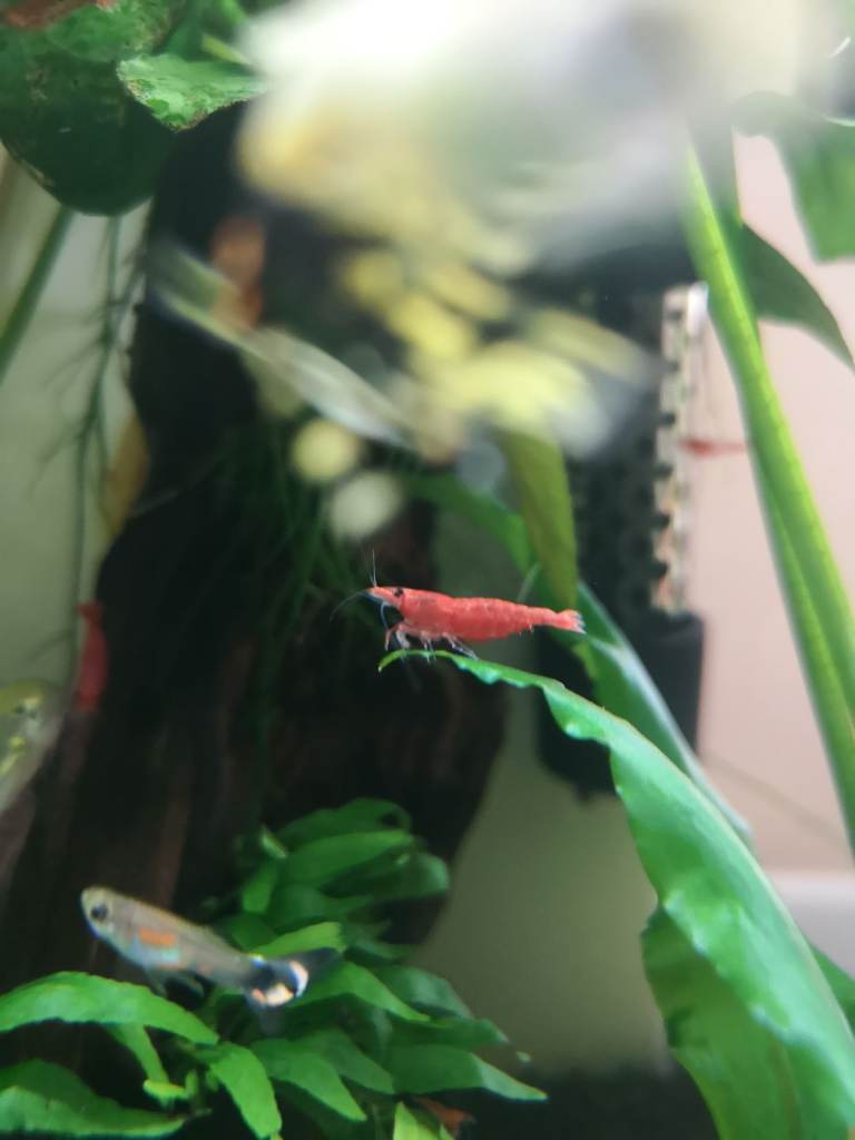 Red Cherry Shrimps and Guppies - Grab a bargain