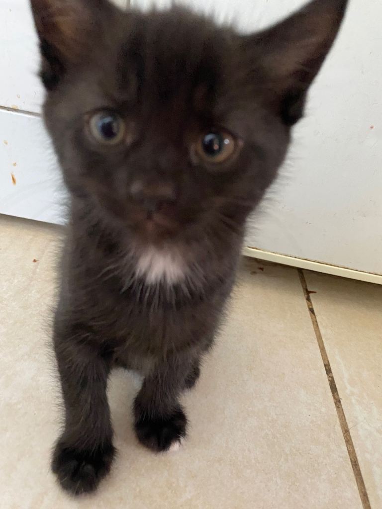 Kittens ready for new homes