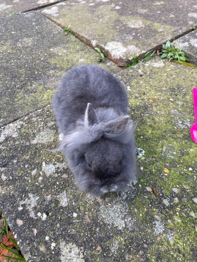 Lionhead cross Netherland dwarf rabbit