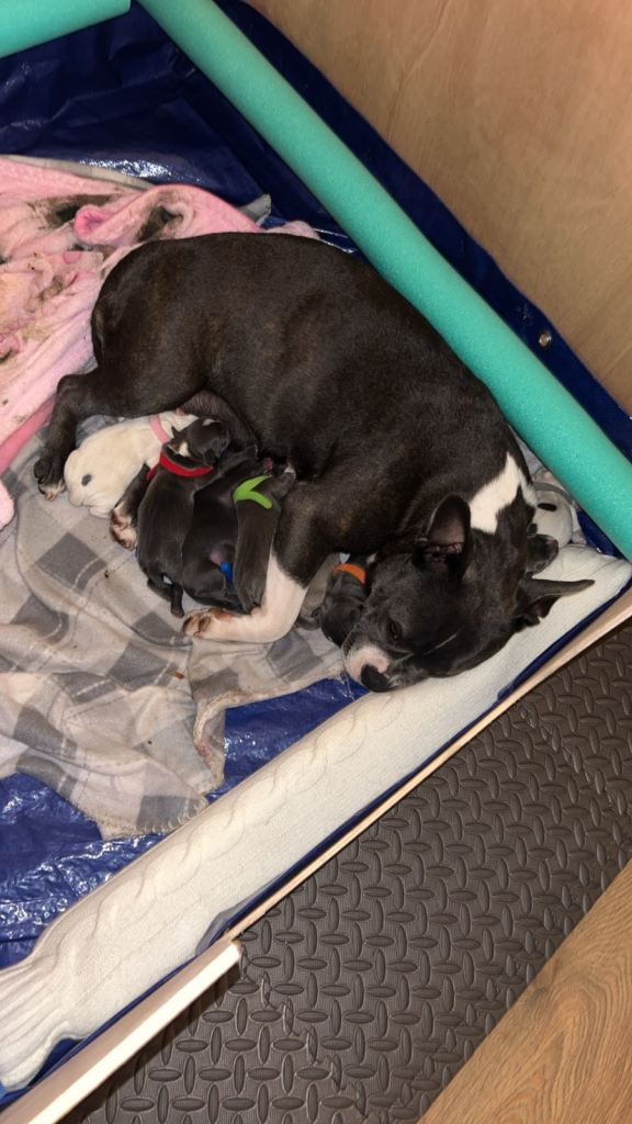 Staffy x French bulldog puppies- ready 8 weeks-loving home only 