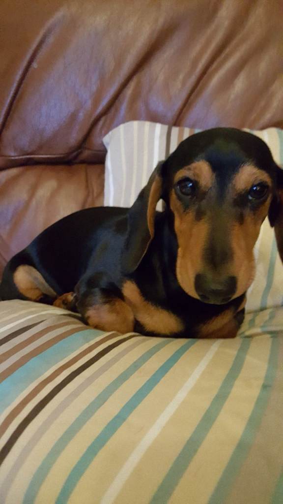 Stunning little 5 month mini dachshund girl