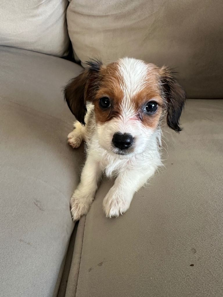 1 beautiful Cavajack boy puppy 