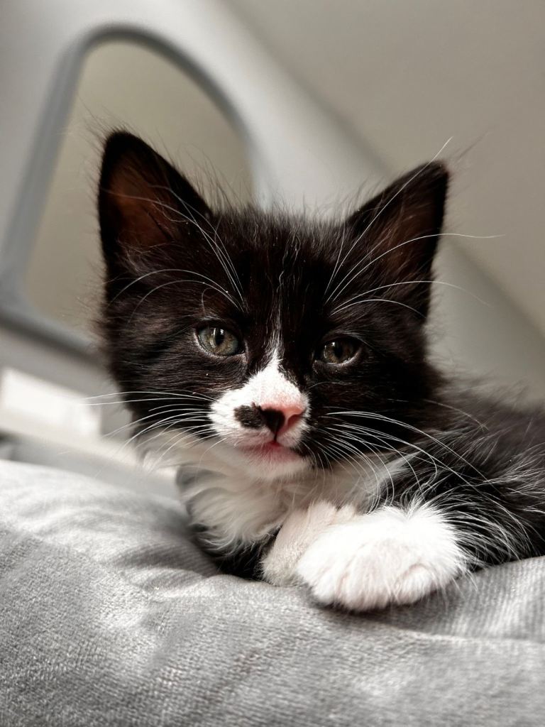 9 Beautiful Kittens for sale