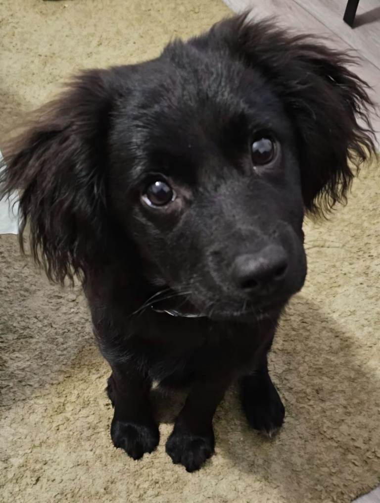 cocker spaniel X Pomeranian ( Cockeranian ) 16 week old puppy