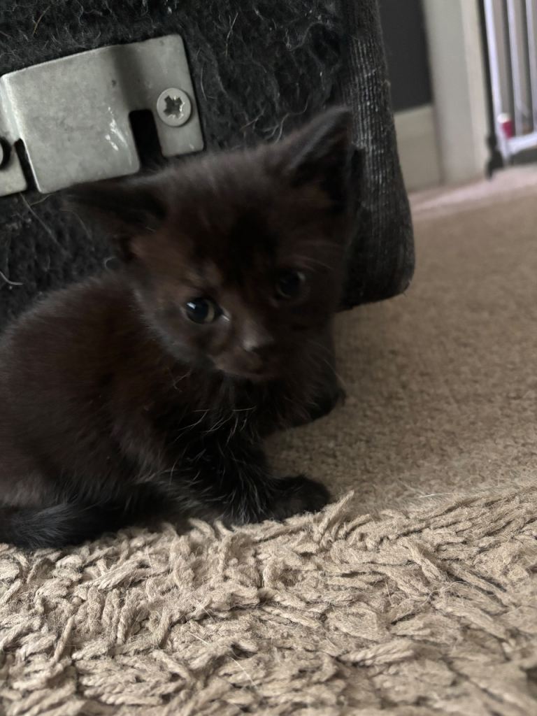 Kittens 