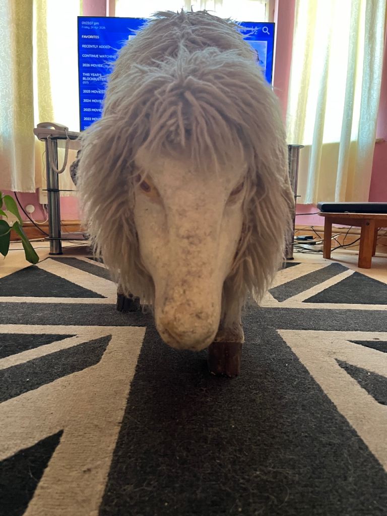 1950s Full Size Nativity Sheep